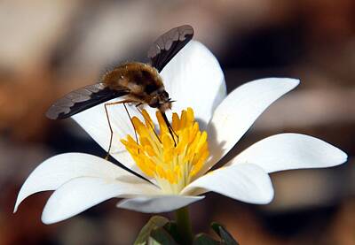 Pop Art - Bee Fly and Bloodroot by Cascade Colors
