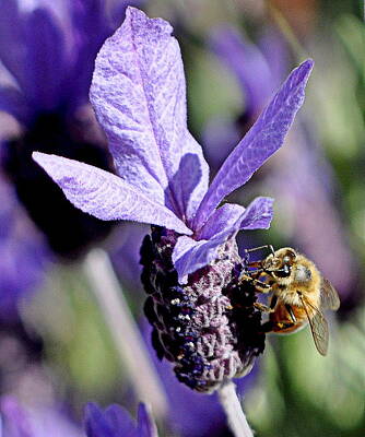 Frank Sinatra Rights Managed Images - Bee in the Lavender Royalty-Free Image by AJ  Schibig