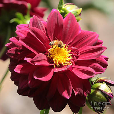 Grimm Fairy Tales Royalty Free Images - Bee on Red Dahlia Royalty-Free Image by Carol Groenen