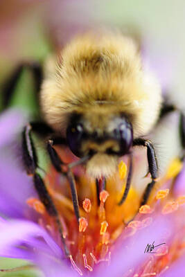 Beers On Tap Royalty Free Images - Bee on Violet Royalty-Free Image by Mark Valentine