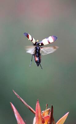 Thomas Kinkade - Beetle Take Off by Jonathan Laverick