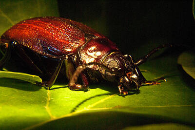 Bringing The Outdoors In - Beetle with Powerful Mandibles by Douglas Barnett