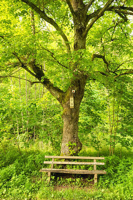 Nursery Room Signs Royalty Free Images - Bench and tree in spring wonderful green colors Royalty-Free Image by Matthias Hauser