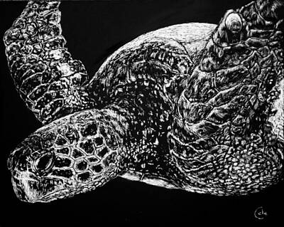 Reptiles Drawings - Beneath the Waves the Sea Turtle Swims by Nathan Cole