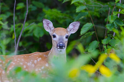 Best Sellers - Sports Royalty-Free and Rights-Managed Images - Big WhiteTail Fawn by David Tennis