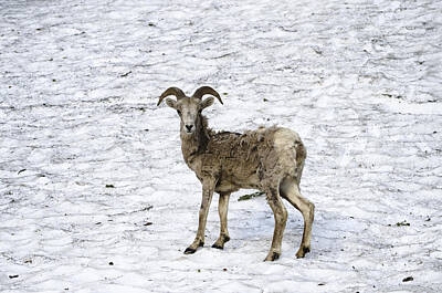 Crystal Wightman Royalty-Free and Rights-Managed Images - Bighorn Sheep by Crystal Wightman