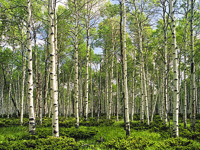Randall Nyhof Photo Royalty Free Images - Birch Tree Grove in Summer Royalty-Free Image by Randall Nyhof