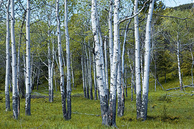 Randall Nyhof Royalty-Free and Rights-Managed Images - Birch Tree Grove No. 0133 a Fine Art Photograph by Randall Nyhof