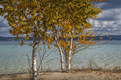 Randall Nyhof Royalty-Free and Rights-Managed Images - Birch Trees along the shore of Crystal Lake by Randall Nyhof