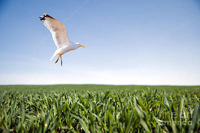 Animals Photos - Bird flying over green grass by Michal Bednarek