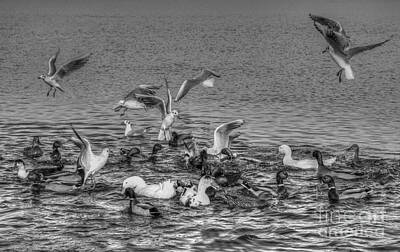 Pixel Art Mike Taylor - Bird Frenzy Black And White by MSVRVisual Rawshutterbug