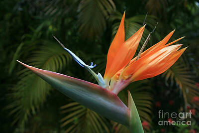 Animals Photos - Bird of Paradise - Strelitzea reginae - Tropical Flowers of Hawaii by Sharon Mau