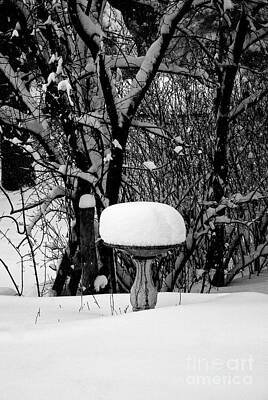 Frank J Casella Rights Managed Images - Birdbath in WInter Royalty-Free Image by Frank J Casella