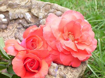 Farm House Style Rights Managed Images - Birdbath Roses Royalty-Free Image by Tammy Garner