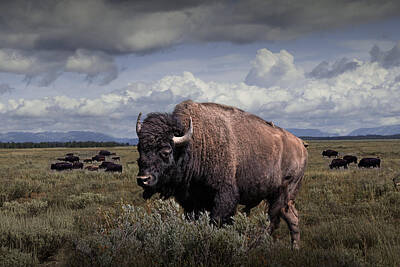 Randall Nyhof Royalty-Free and Rights-Managed Images - Bison in the Grand Tetons by Randall Nyhof