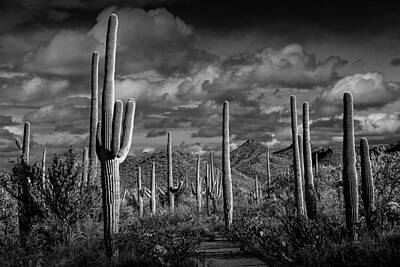 Randall Nyhof Photo Royalty Free Images - Black and White of Saguaro Cactuses in Saguaro National Park Royalty-Free Image by Randall Nyhof