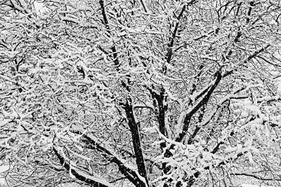 James Bo Insogna Royalty Free Images - Black and White Snowy Tree Branches Abstract Three Royalty-Free Image by James BO Insogna