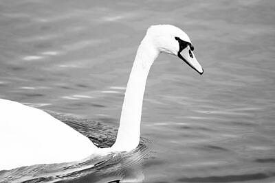 Superhero Ice Pop - Black and White Swan by Pati Photography