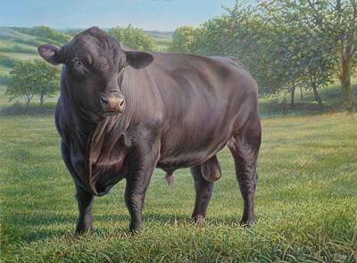Mammals Paintings - Black Angus Bull 2 by Hans Droog