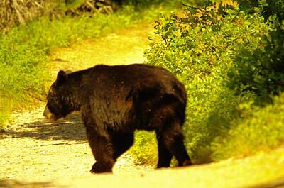 Animals Photo Rights Managed Images - Black bear crosses the path Royalty-Free Image by Jeff Swan