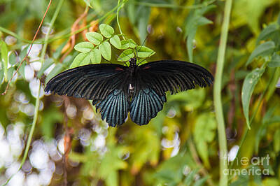 Holiday Cheer Hanukkah - Black butterfly on leaf by Shaun Wilkinson