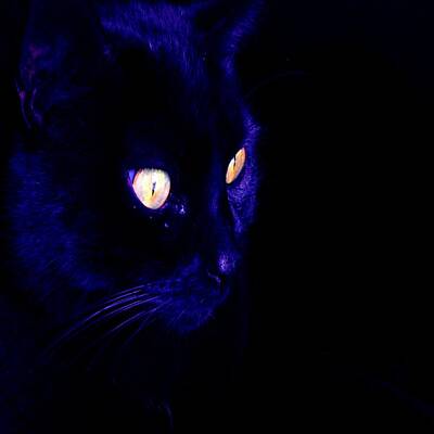 European Photography - Black Cat Photograph Halloween Eyes by Taiche Acrylic Art