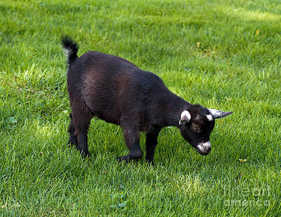 Jazz Collection - Black Goat by Terry Weaver