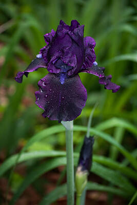 Terry Oneill - Black Iris by Penny Lisowski