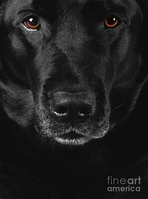 Portraits Photos - Black Labrador Retriever by Diane Diederich