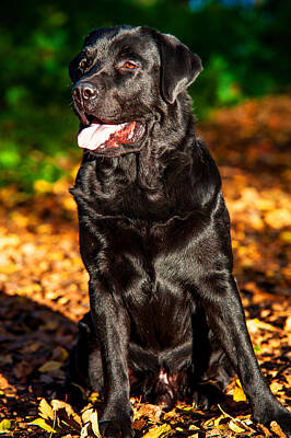 Ingredients - Black Labrador Retriever in Autumn Forest 1 by Jenny Rainbow