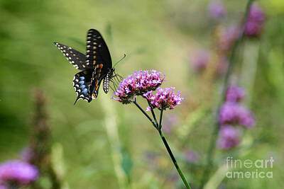 Coffee Signs - Black Swallowtail Butterfly in Field by Karen Adams