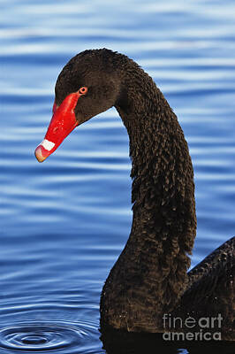 Bowling - Black Swan - D000671 by Daniel Dempster