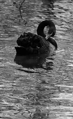 Movies Star Paintings Royalty Free Images - Black Swan III in Black and White Royalty-Free Image by Suzanne Gaff