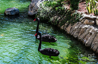 Laundry Room Signs - Black Swans Of Aruba by Judy Wolinsky