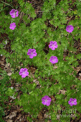 Everything Superman - Bloody Cranesbill - Wild Flower by Phil Banks