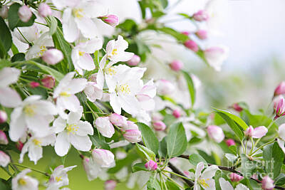 Florals Photos - Blooming apple tree by Elena Elisseeva
