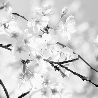 Bear Photography - Blooming cherry tree - monochrome by Ulrich Kunst And Bettina Scheidulin
