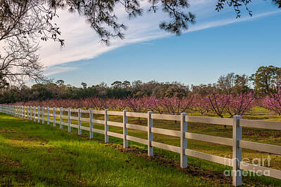 Ps I Love You Rights Managed Images - Blooming Peach Trees at Boone Hall Royalty-Free Image by Dale Powell
