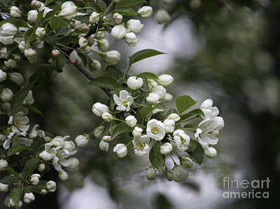 Florals Photos - Blossoming Tree by Arlene Carmel
