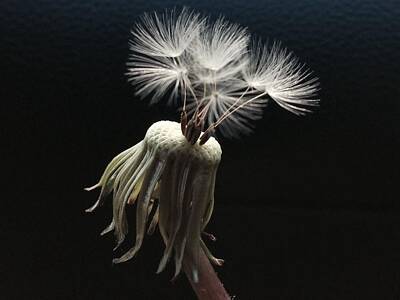 Abstract Animalia Royalty Free Images - Dandelion Magic Royalty-Free Image by Isabel Dean