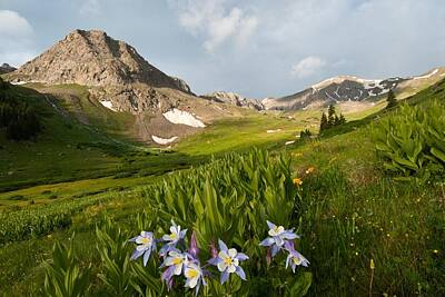 Modern Man Classic Golf - Handies Peak and Blue Columbine on a Summer Morning by Cascade Colors