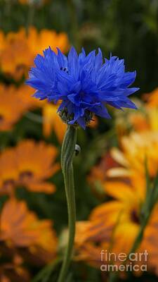 Fall Animals - Blue Cornflower by MSVRVisual Rawshutterbug