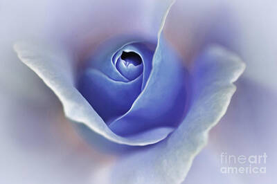 Roses Photo Royalty Free Images - Blue Elegance Royalty-Free Image by Kaye Menner
