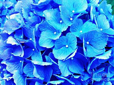 The Dream Cat - Blue Hydrangea 4 by Sarah Loft