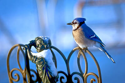 Fine Dining Rights Managed Images - Blue Jay Childs Fence Royalty-Free Image by Randall Branham