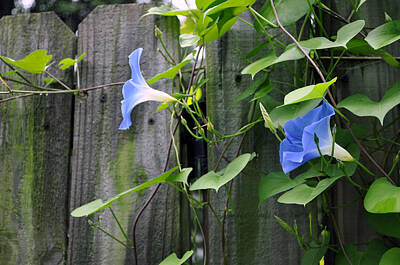 Peacock Feathers - Blue Morning Glories on Fence with Moss by Sally Rockefeller
