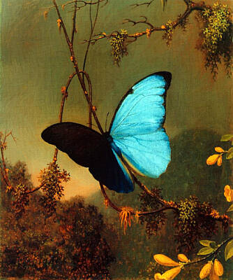 Florals Royalty Free Images - Blue Morpho Butterfly Royalty-Free Image by Martin Johnson Heade