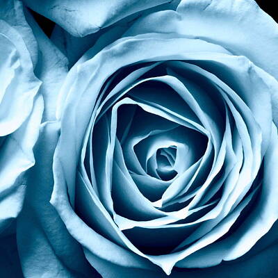 Happy Anniversary - Blue Rose by Aza Johnson