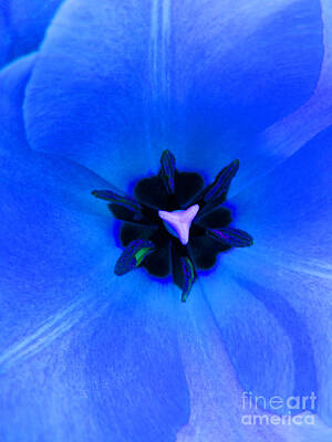 Thomas Kinkade Rights Managed Images - Blue Tulip Royalty-Free Image by Tina M Wenger