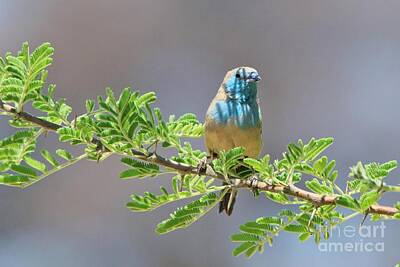 Adventure Photography - Blue Waxbill Shade by Andries Alberts